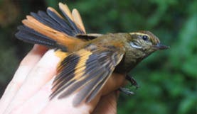 Blackbrook Audubon showcases how birds flock together