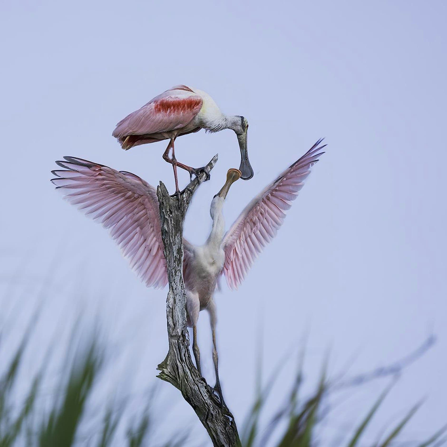 Bird & Wildlife Photorgraphy
