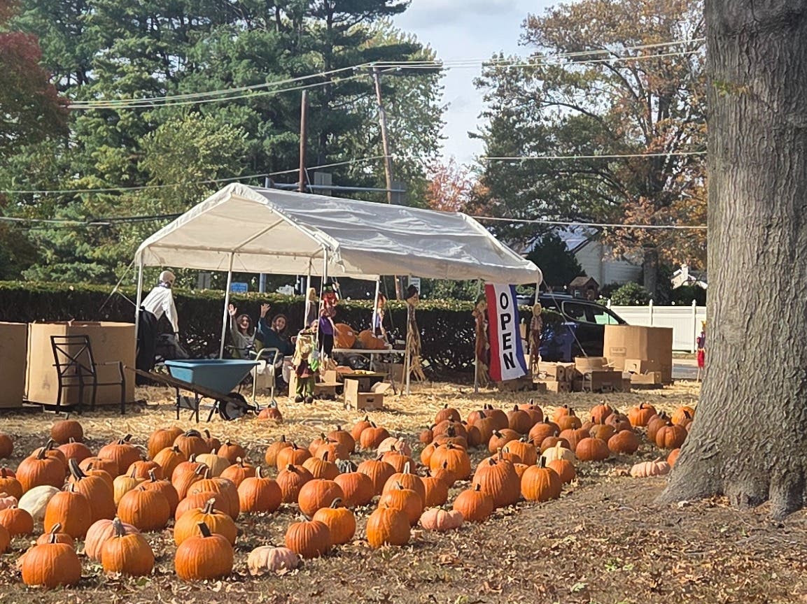 Pumpkin Patch Opens