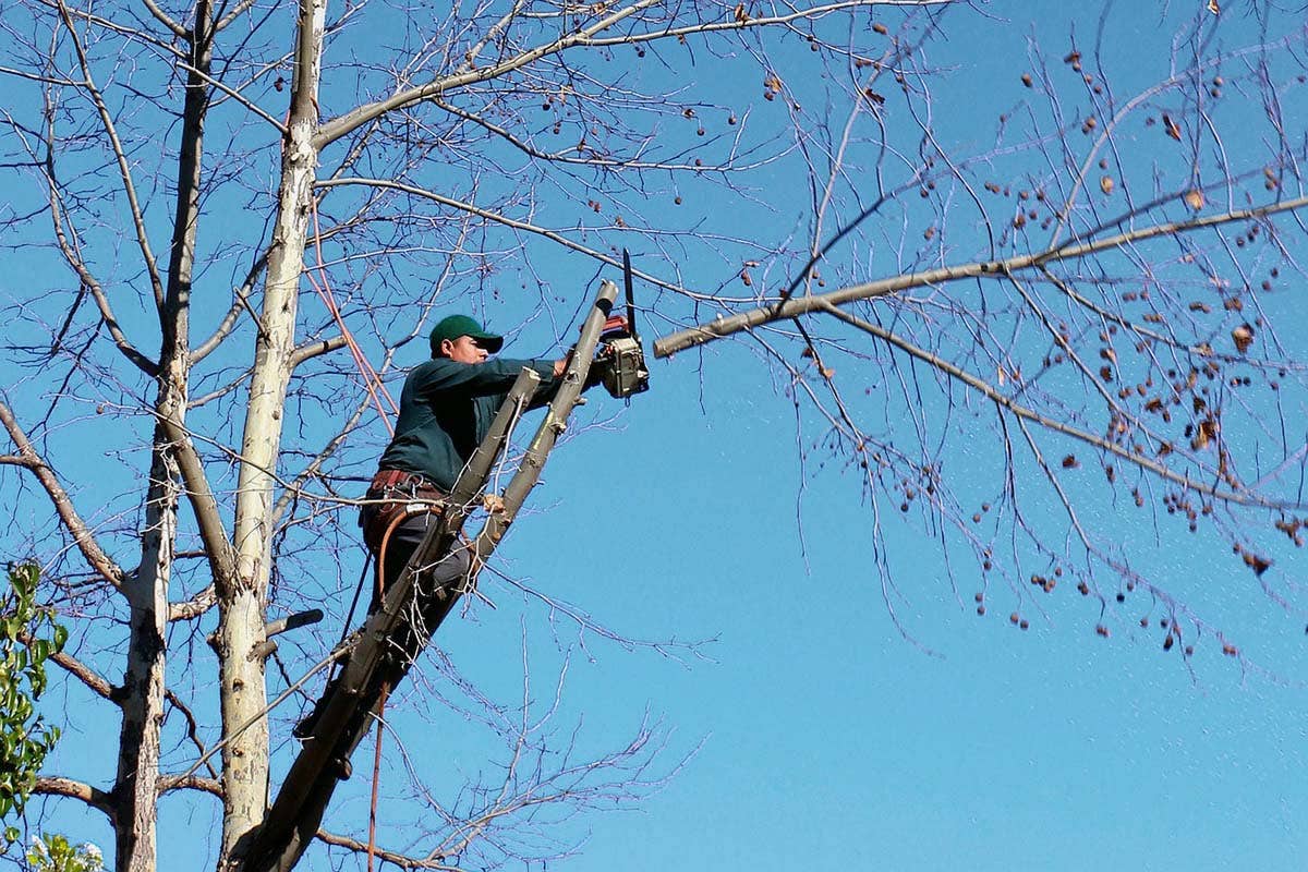 Boston MA Tree Pros