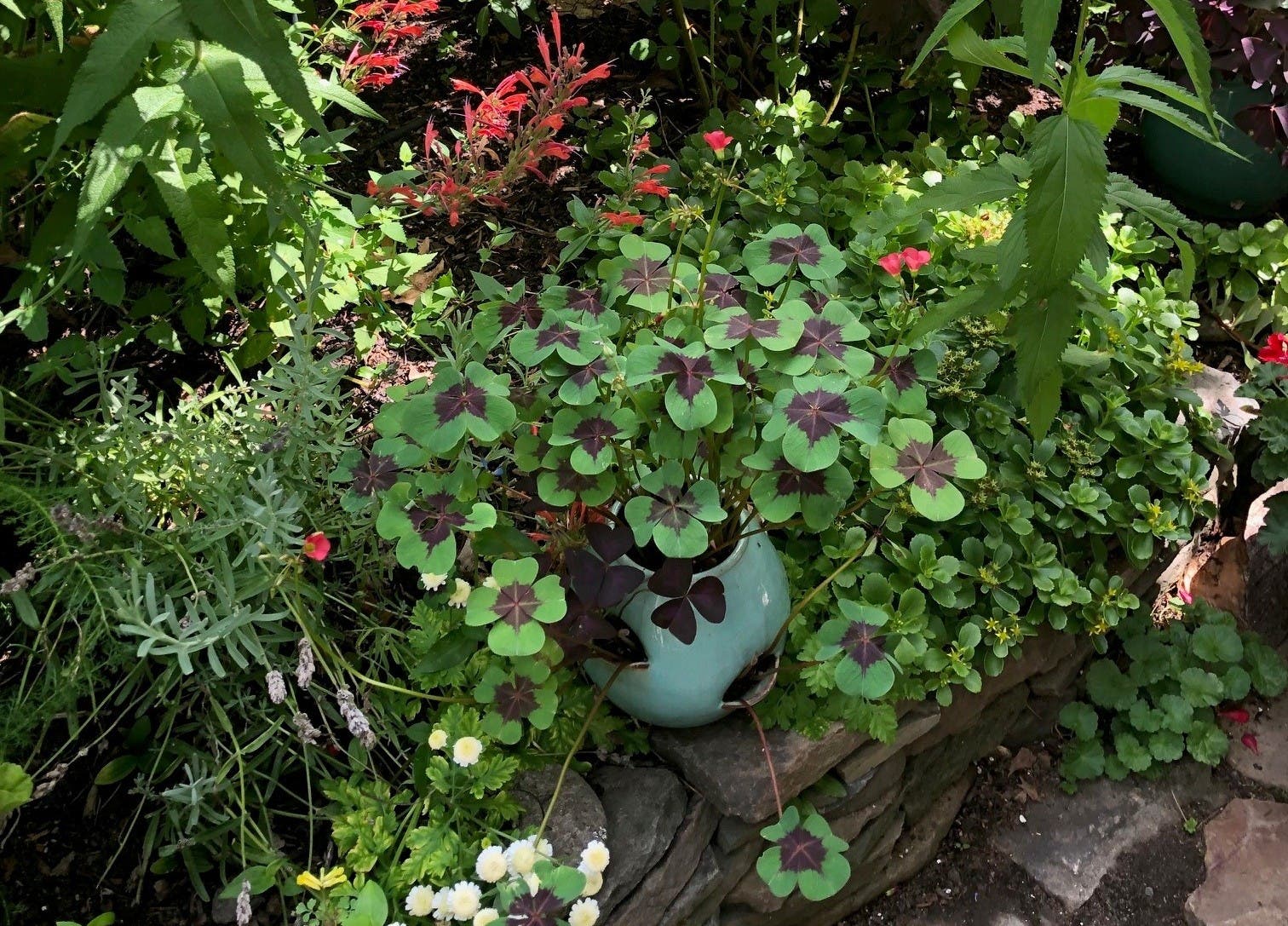 Somerville Garden Club Plant Sale