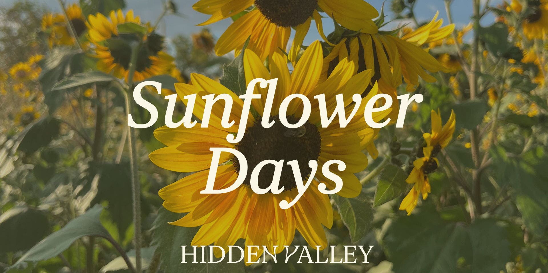 Sunflower Days