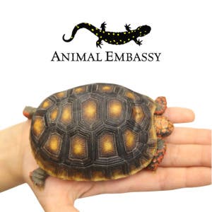 Animals Rock! with Animal Embassy