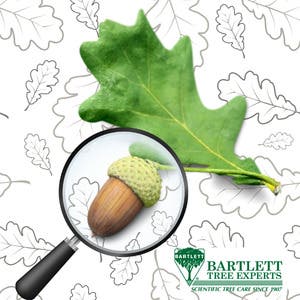 Seed Detectives for Grades 4-6