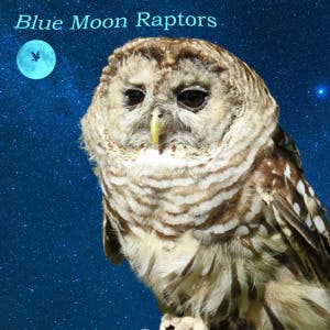 Blue Moon Raptors