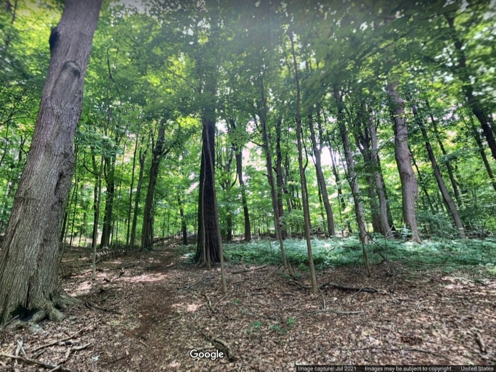 The Drew University Forest Preserve owes its great biodiversity to 14 years of volunteer work—and Dr. Sara Webb's dedication. 