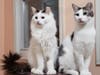 Catch 22 and Butter are both looking for a loving home and can be found at St. Hubert's Animal Welfare Center.
