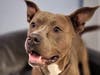 Harley is looking for a loving home and can be found at St. Hubert's Animal Welfare Center.