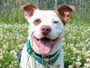 Rascal is looking for a loving home and can be found at St. Hubert's Animal Welfare Center.