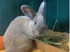 Thumbelina is looking for a loving home and can be found at St. Hubert's Animal Welfare Center.