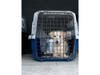 The rescued dogs and cats are being transported from overcrowded shelters in Louisiana and Alabama.