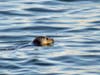 Save The Harbor's Director of Strategy & Communications Bruce Berman spotted
South Boston's resident Sammy the Seal chasing bait and enjoying the sunshine just off South Boston.