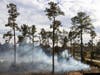Fire burns underbrush during a controlled burn at the Ordway-Swisher Biological Station in Melrose.