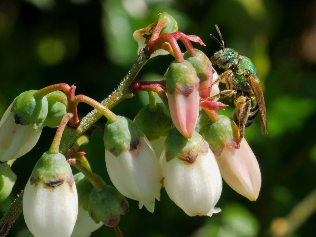 https://patch.com/img/cdn20/users/25828454/20260820/022958/styles/patch_image/public/green-metallic-sweat-bee-on-flowers-ufifas-tyler-jones___20142202987.jpg