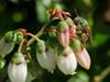 A green metallic sweat bee on an orchid.