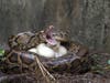 A female Burmese python coils around her clutch of eggs and displays defensively at the UF/IFAS Fort Lauderdale Research and Education Center in Davie, Florida. 