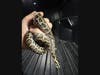 Alex Romer holding a juvenile python.