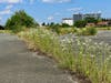 Researchers say urban environments may help invasive plants develop traits that improve survival in a warming climate, such as this invasive daisy fleabane (Erigeron annuus) growing from pavement cracks in Zagreb, Croatia. 
