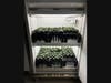 The experiment at the University of Florida where urban and rural populations of invasive daisy fleabane (Erigeron annuus) were exposed to climate change treatments. 