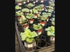Experiment at the University of Florida where urban and rural populations of invasive daisy fleabane (Erigeron annuus) were exposed to climate change treatments. 
