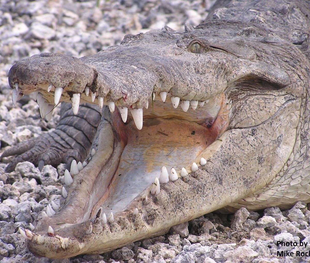 https://patch.com/img/cdn20/users/25828454/20261008/010715/styles/patch_image/public/american-croc___08130516533.jpg