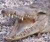 An American crocodile. 