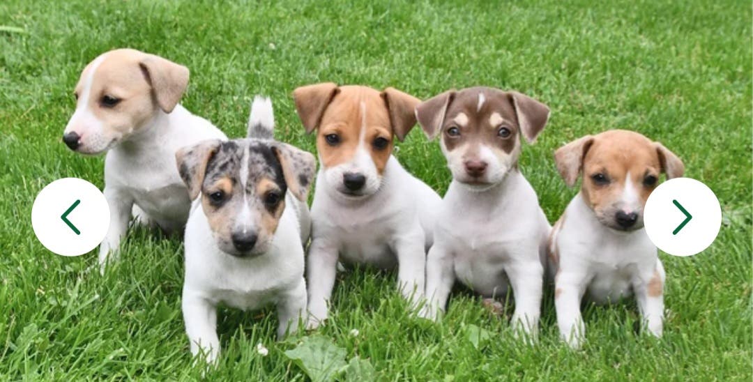 Jack Russell puppies 8 weeks old $1500 each