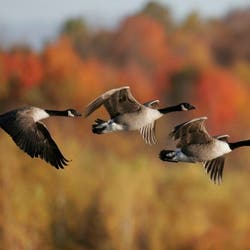 Virtual Program: Fall Bird Migration