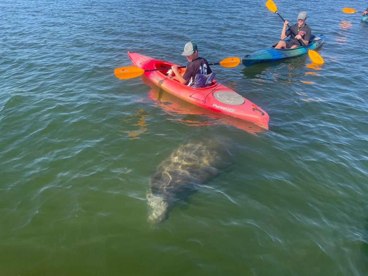 Desoto Kayak Tours