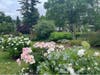 Spring beauty in the Ballard Gardens; seven private Ridgefield gardens are also part of the 2025 Ridgefield Garden Tour.