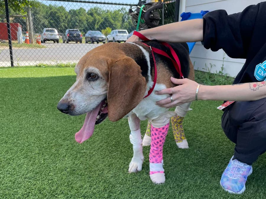 These are photos of the dog that was rescued. His name is Dylan.