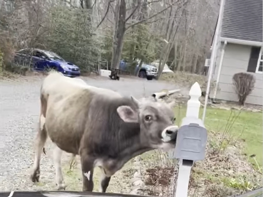 Now here's something you don't see every day.