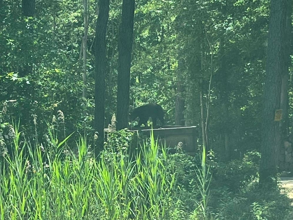 Do not approach the bear, police said.