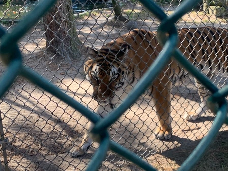 The addition nearly doubles the zoo's big cat population.