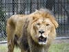 Meet the four new big cats at this event.