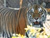 Meet the four new big cats at this event.