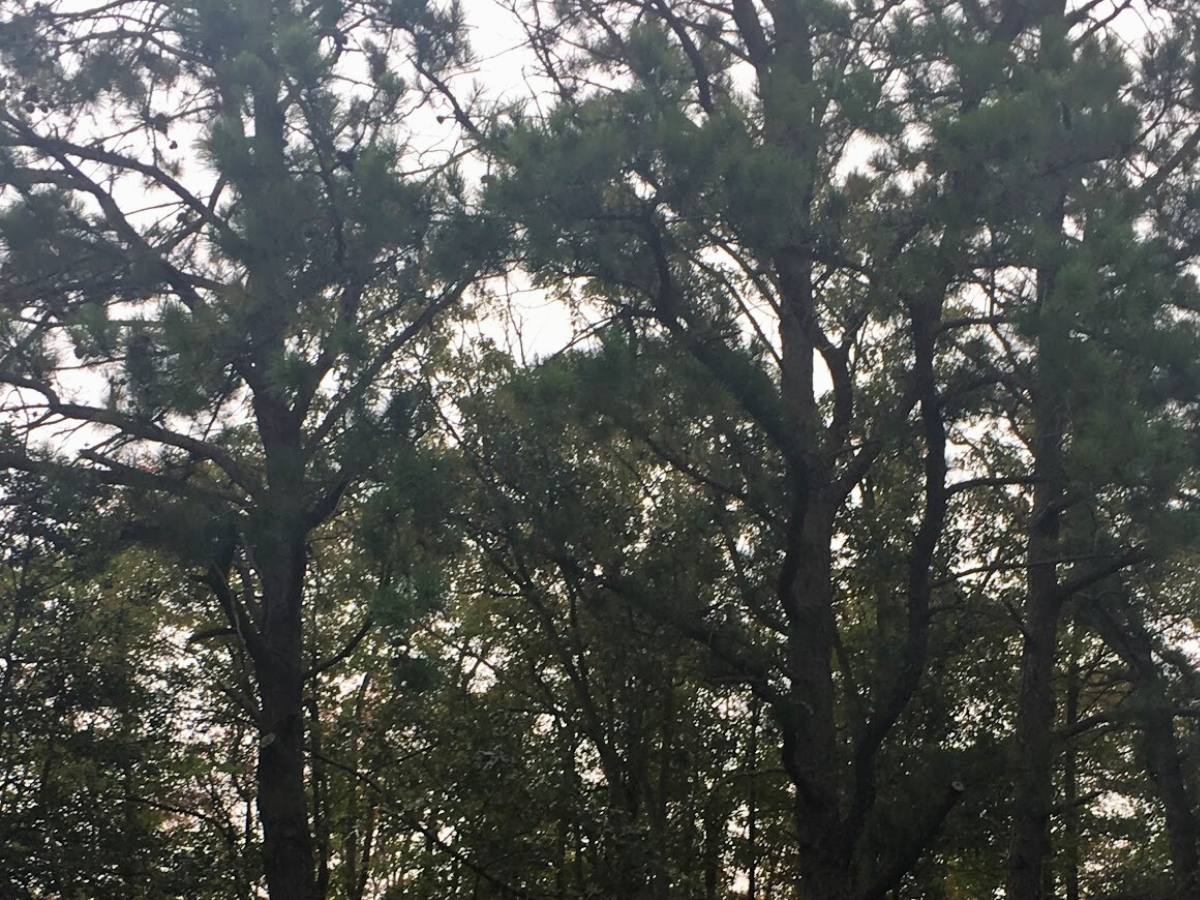 The Nature Conservancy received the pristine Pinelands property via a donation more than a decade ago by Stephan Leone, a Toms River lawyer, businessman and visionary friend of the outdoors.