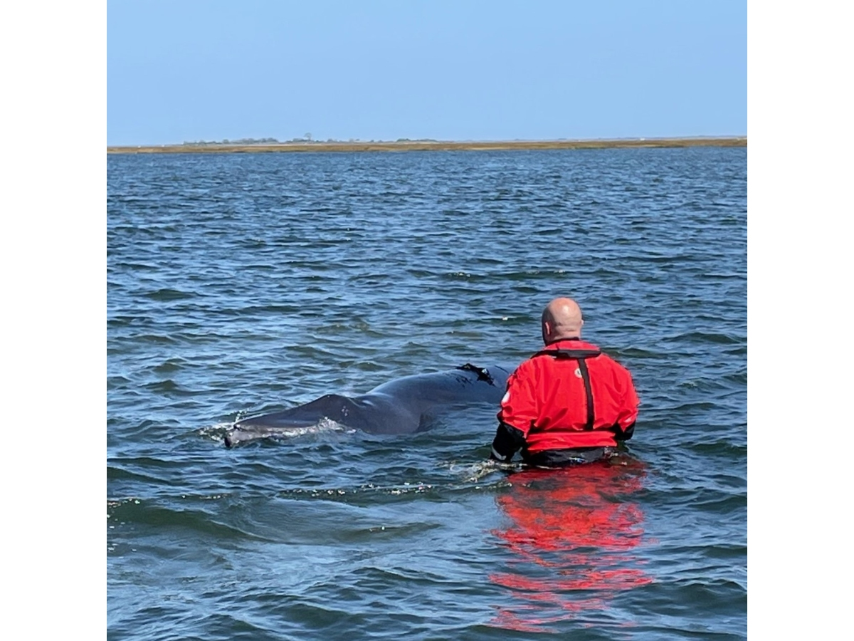 An initial necropsy of the minke whale that repeatedly stranded itself in Barnegat Bay waters​ has been completed, according to the Marine Mammal Stranding Center.