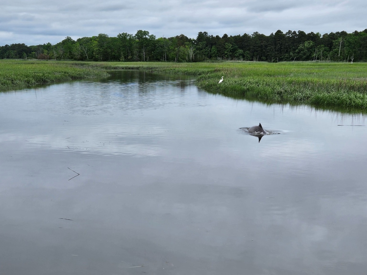 The dolphin was first reported in the creek on May 16.