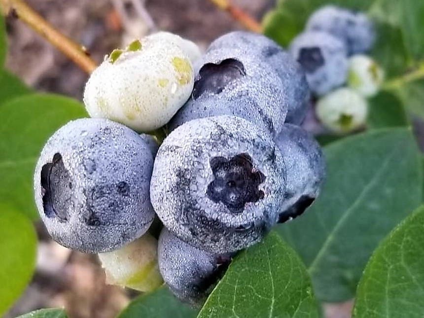 Here are some spots to go blueberry picking.
