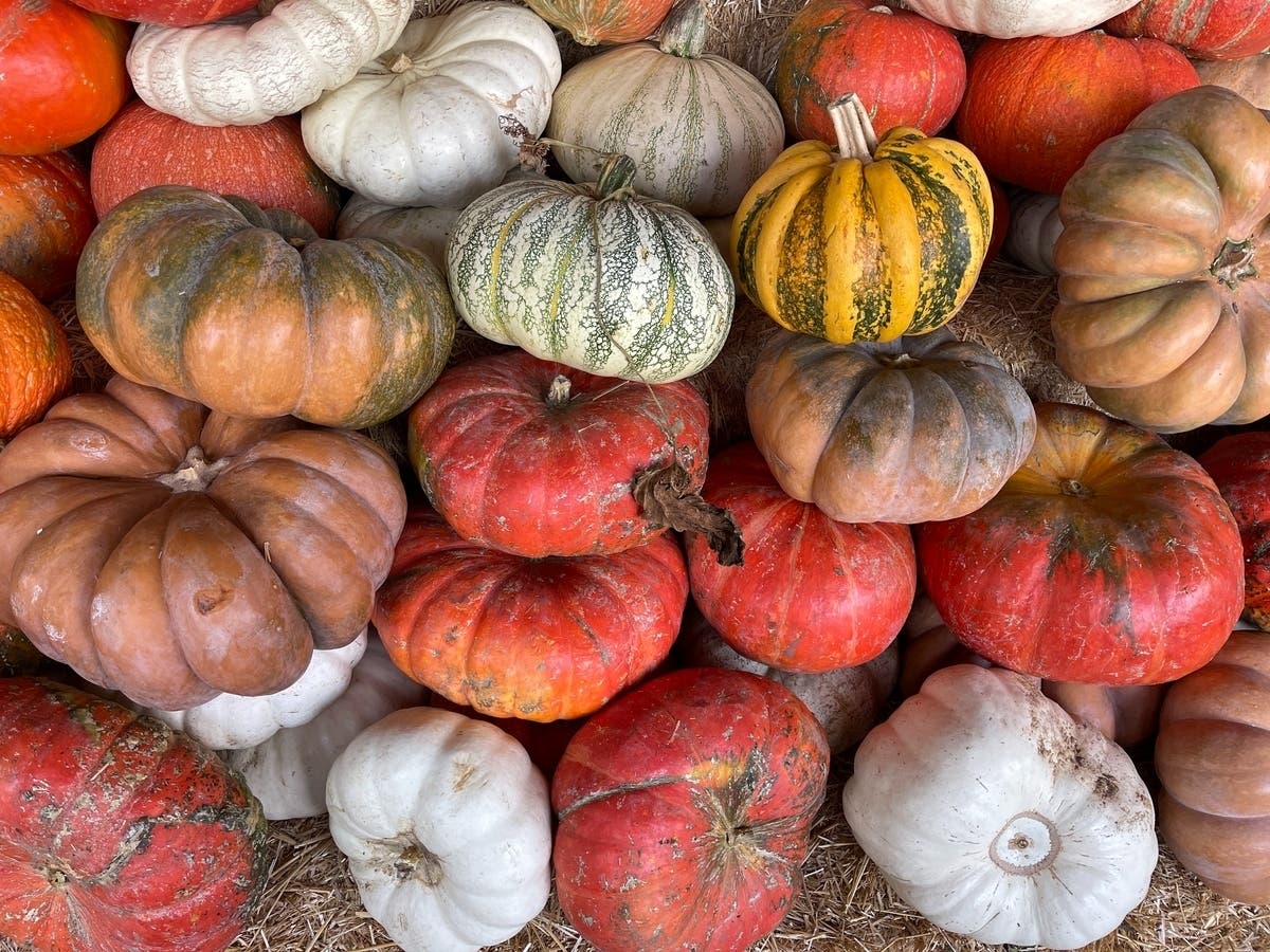 Tickets for the fest go on sale Sept. 3, and the festival itself runs Sept. 14 through Nov. 3.