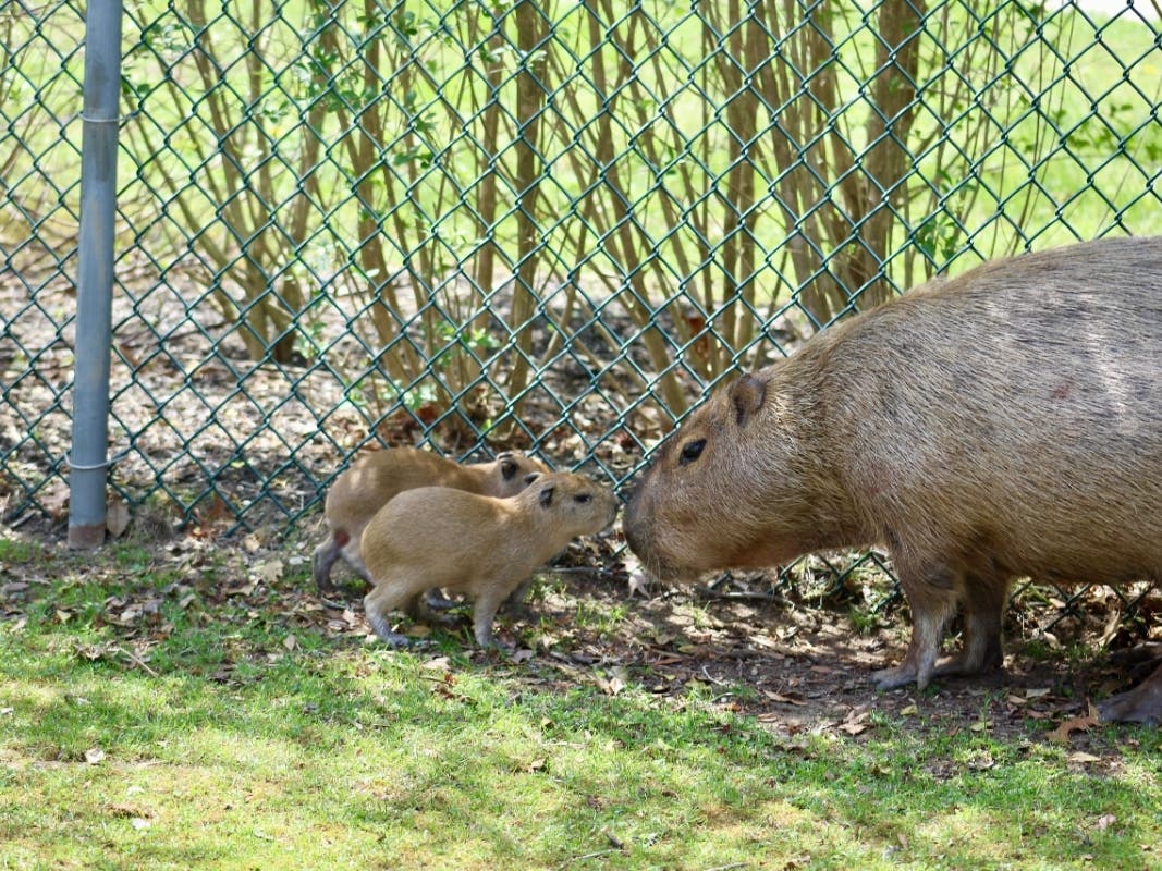 Buttercup gave birth April 14, and the pups will be off exhibit at times as staff monitor them.