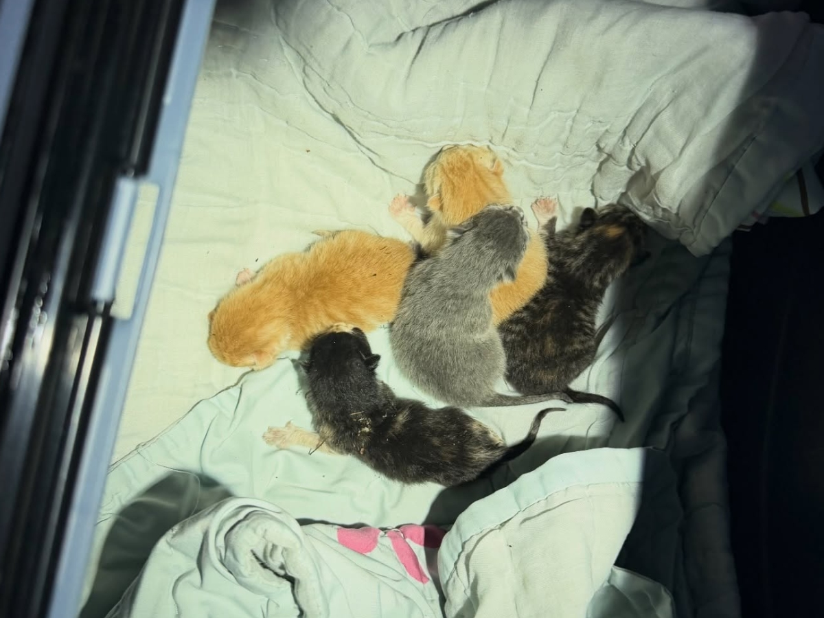 Multiple kittens were trapped in a storm drain.