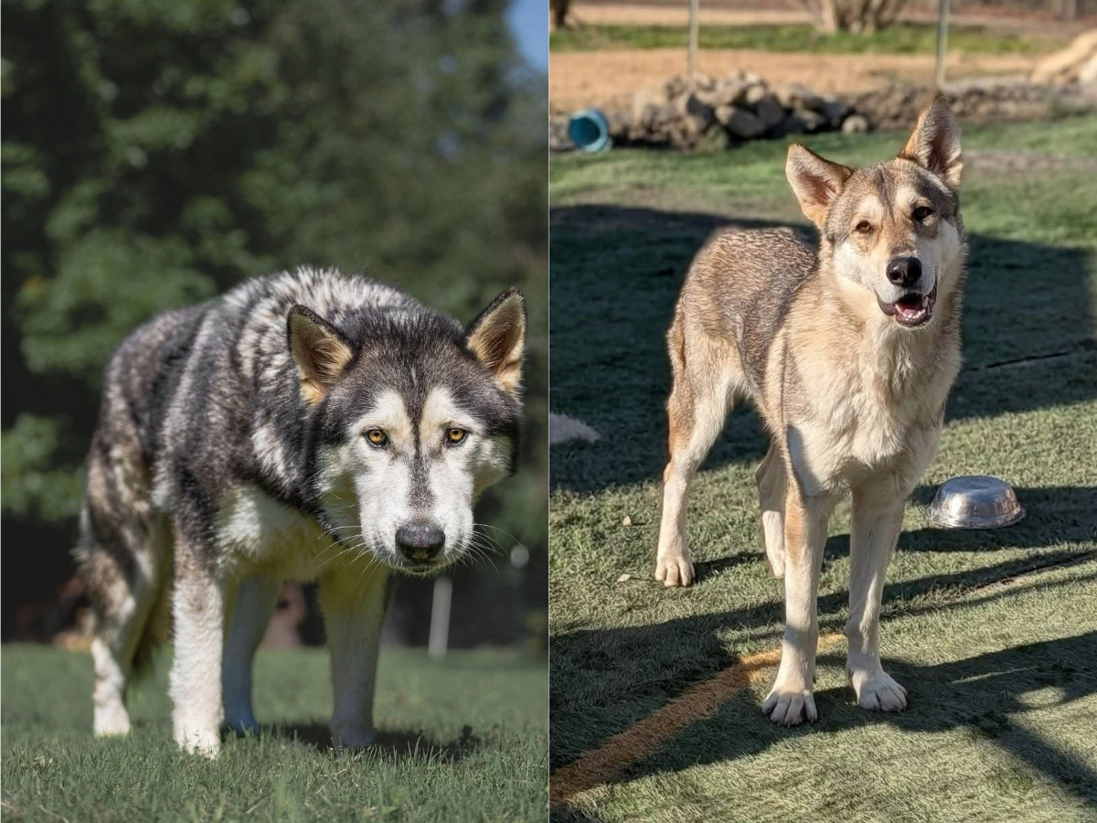 Popcorn Park Animal Refuge in Forked River has welcomed Balto and Coyote, a bonded pair of wolf-dogs, marking the return of wolf-heritage animals to the sanctuary for the first time in more than three decades.