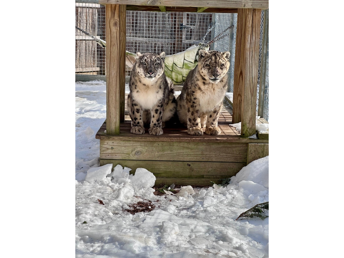 Cape May County Park and Zoo is mourning the loss of its two snow leopards, Maliha and Bataar, after both animals died this spring, according to the zoo.