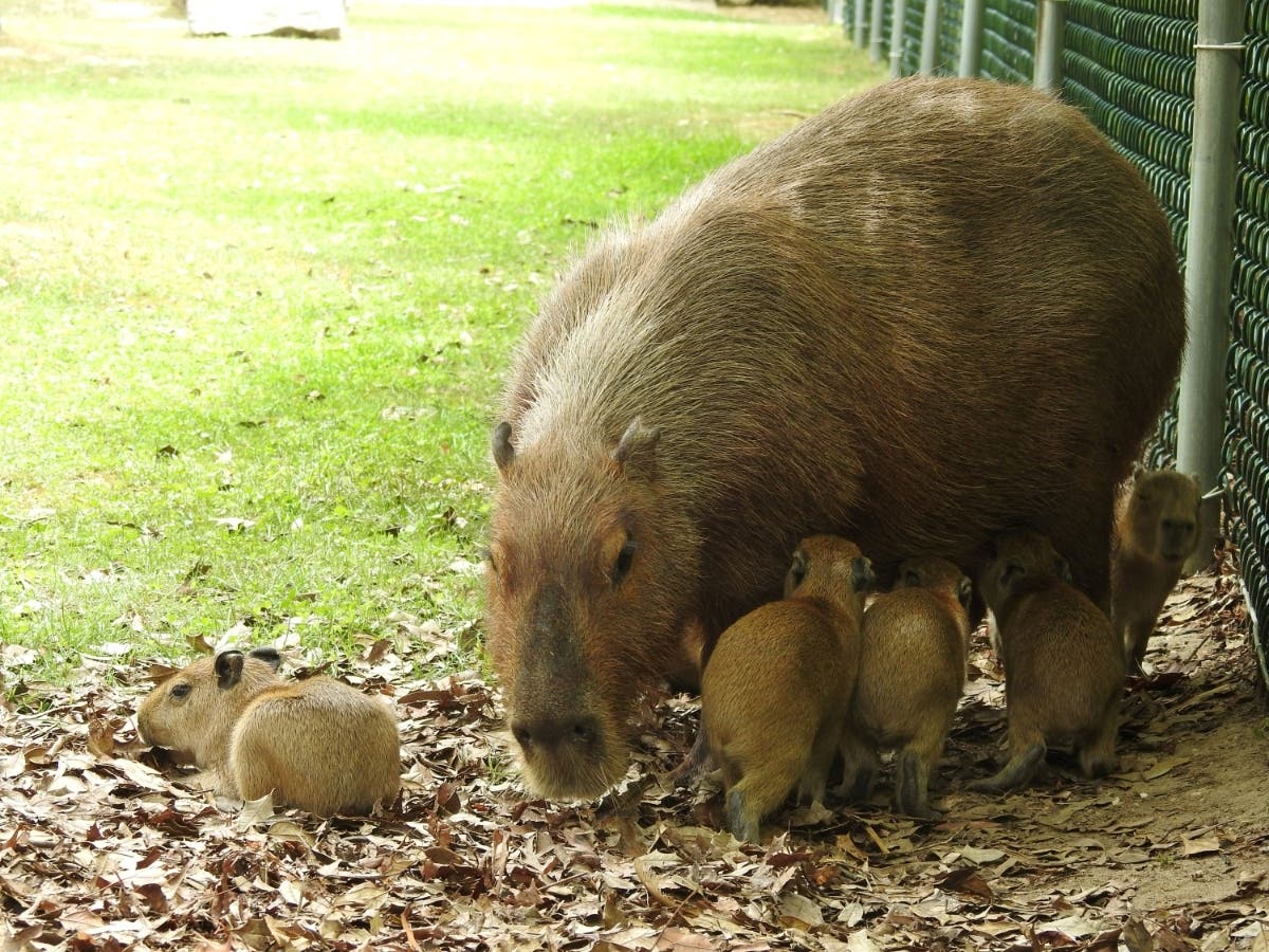 Cape May County Park and Zoo has welcomed another litter of capybara pups, with Marigold giving birth to six healthy babies on June 18, according to the zoo.