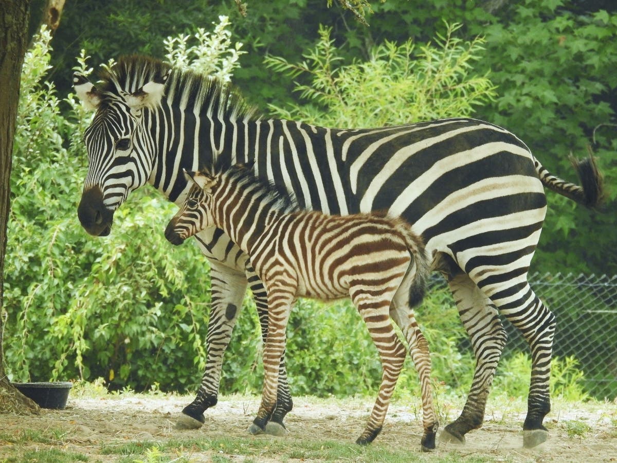 A Grant's zebra foal was born July 17 at the Cape May County Park & Zoo, giving the county zoo a new addition to its herd.