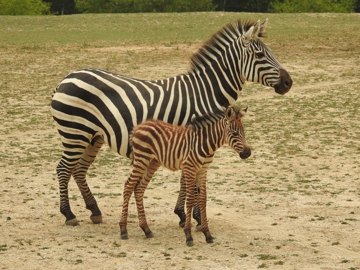Vote through August 16 to choose the foal's name and support the care of the zoo's animals.