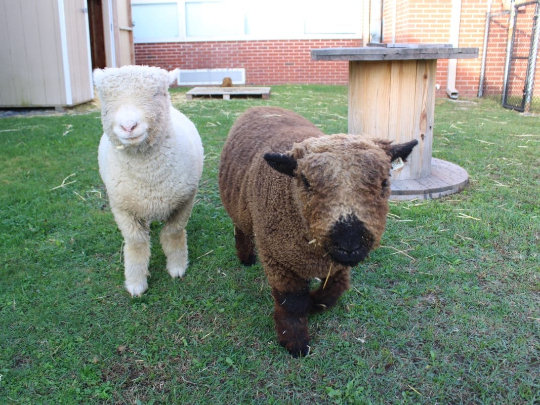 Absecon Public Schools officially opened its therapy farm Friday morning, with Superintendent Dr. Daniel J. Dooley and Board of Education President Eric Neal cutting a ceremonial red ribbon to mark the launch.