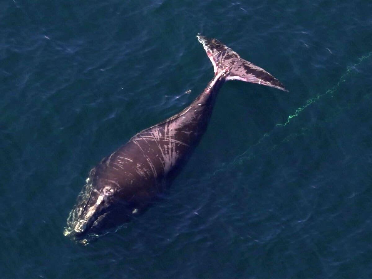 A critically endangered whale entangled in fishing gear was spotted off Barnegat Inlet last weekend, according to the non-profit organization Gotham Whale.